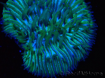 WYSIWYG RAH Cycloseris fragilis6 (2.5 cm)