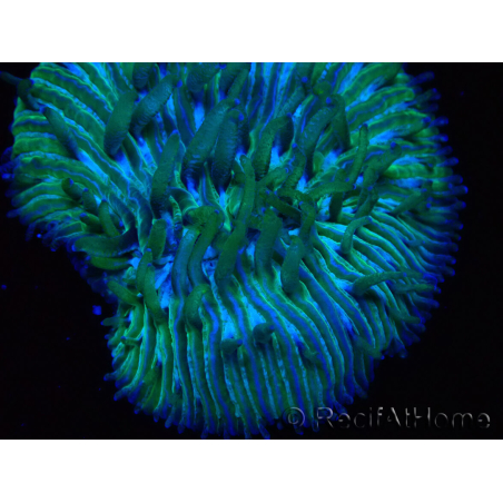 WYSIWYG RAH Cycloseris fragilis6 (2.5 cm)