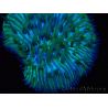 WYSIWYG RAH Cycloseris fragilis6 (2.5 cm)
