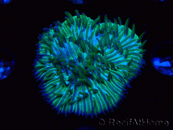 WYSIWYG RAH Cycloseris fragilis7 (3 cm)