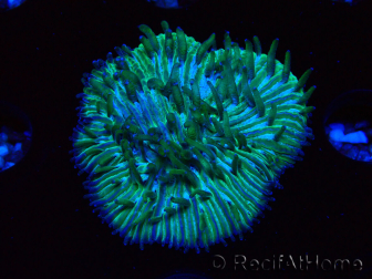 WYSIWYG RAH Cycloseris fragilis7 (3 cm)