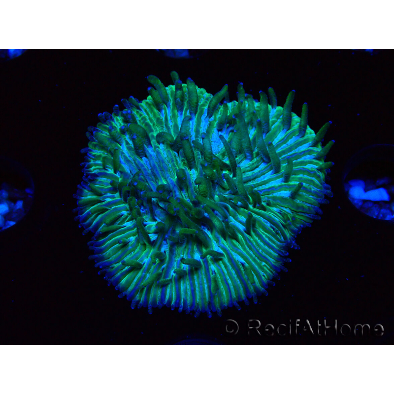 WYSIWYG RAH Cycloseris fragilis7 (3 cm)