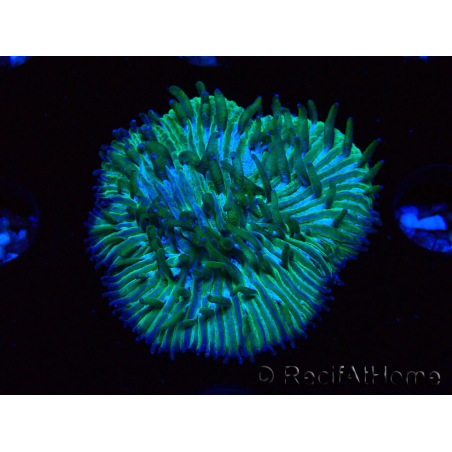 WYSIWYG RAH Cycloseris fragilis7 (3 cm)
