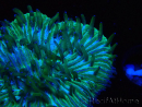 WYSIWYG RAH Cycloseris fragilis7 (3 cm)