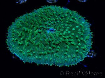 WYSIWYG - RAH Lobactis scutaria Blue/Green Tentacles élevage RAH 7 (5.5 cm)