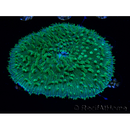 WYSIWYG - RAH Lobactis scutaria Blue/Green Tentacles élevage RAH 7 (5.5 cm)