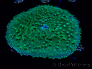 WYSIWYG - RAH Lobactis scutaria Blue/Green Tentacles élevage RAH 7 (5.5 cm)