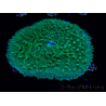 WYSIWYG - RAH Lobactis scutaria Blue/Green Tentacles élevage RAH 7 (5.5 cm)