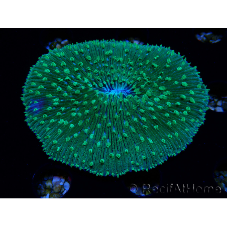 WYSIWYG - RAH Lobactis scutaria Blue/Green Tentacles élevage RAH 6 (4.5 cm)
