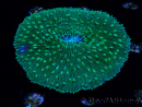 WYSIWYG - RAH Lobactis scutaria Blue/Green Tentacles élevage RAH 8 (6 cm)