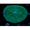WYSIWYG - RAH Lobactis scutaria Blue/Green Tentacles élevage RAH 8 (6 cm)