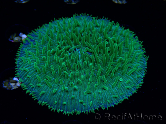WYSIWYG - RAH Lobactis scutaria Blue/Green Tentacles élevage RAH 9 (6 cm)