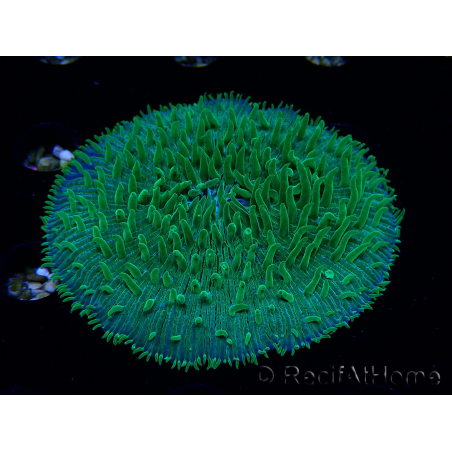 WYSIWYG RAH Lobactis scutaria Blue/Green Tentacles élevage RAH 5 (4.5 cm)
