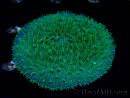 WYSIWYG RAH Lobactis scutaria Blue/Green Tentacles élevage RAH 5 (4.5 cm)