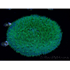WYSIWYG - RAH Lobactis scutaria Blue/Green Tentacles élevage RAH 9 (6 cm)