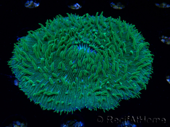 WYSIWYG - RAH Lobactis scutaria Blue/Green Tentacles élevage RAH 10 (6 cm)