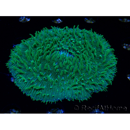WYSIWYG - RAH Lobactis scutaria Blue/Green Tentacles élevage RAH 6 (4.5 cm)