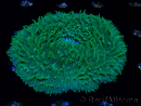 WYSIWYG - RAH Lobactis scutaria Blue/Green Tentacles élevage RAH 10 (6 cm)