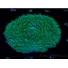 WYSIWYG - RAH Lobactis scutaria Blue/Green Tentacles élevage RAH 10 (6 cm)