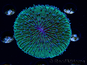 WYSIWYG - RAH Fungia fungites élevage RAH 1 (5.5 cm)