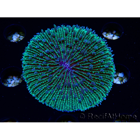 WYSIWYG - RAH Fungia fungites élevage RAH 1 (5.5 cm)