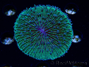 WYSIWYG - RAH Fungia fungites élevage RAH 1 (5.5 cm)