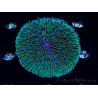 WYSIWYG - RAH Fungia fungites élevage RAH 1 (5.5 cm)