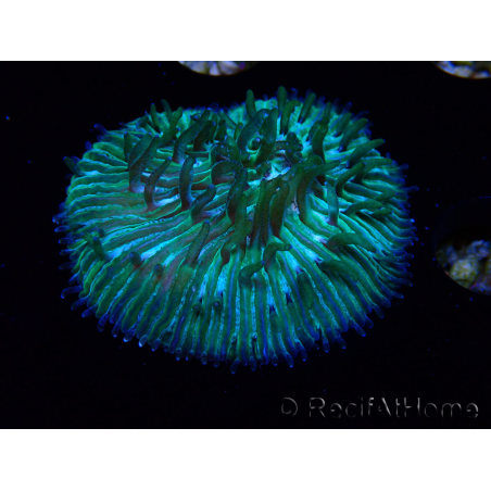 WYSIWYG RAH Cycloseris fragilis 4 (3 cm)