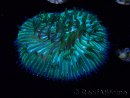 WYSIWYG RAH Cycloseris fragilis 4 (3 cm)