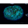 WYSIWYG RAH Cycloseris fragilis 4 (3 cm)