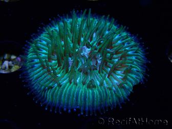 WYSIWYG RAH Cycloseris fragilis5 (3 cm)