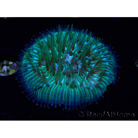 WYSIWYG RAH Cycloseris fragilis5 (3 cm)
