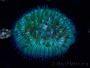 WYSIWYG RAH Cycloseris fragilis5 (3 cm)