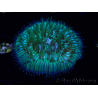 WYSIWYG RAH Cycloseris fragilis5 (3 cm)