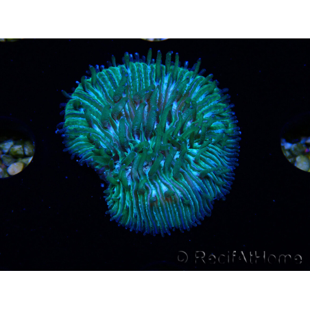 WYSIWYG RAH Cycloseris fragilis6 (2.5 cm)