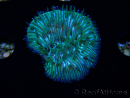 WYSIWYG RAH Cycloseris fragilis6 (2.5 cm)