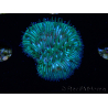 WYSIWYG RAH Cycloseris fragilis6 (2.5 cm)
