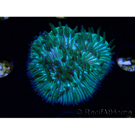 WYSIWYG RAH Cycloseris fragilis7 (3 cm)