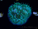 WYSIWYG RAH Cycloseris fragilis7 (3 cm)