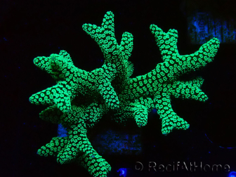 WYSIWYG Seriatopora caliendrum Electric Green 1L1