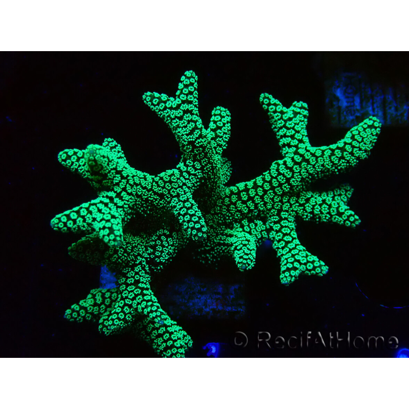 WYSIWYG Seriatopora caliendrum Verde Eléctrico 1L1