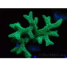WYSIWYG Seriatopora caliendrum Electric Green 1L1
