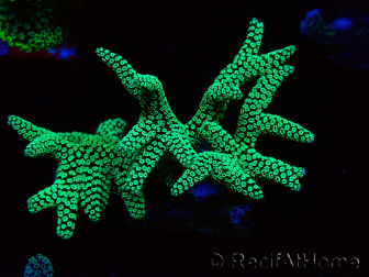 WYSIWYG Seriatopora caliendrum Electric Green 1L3