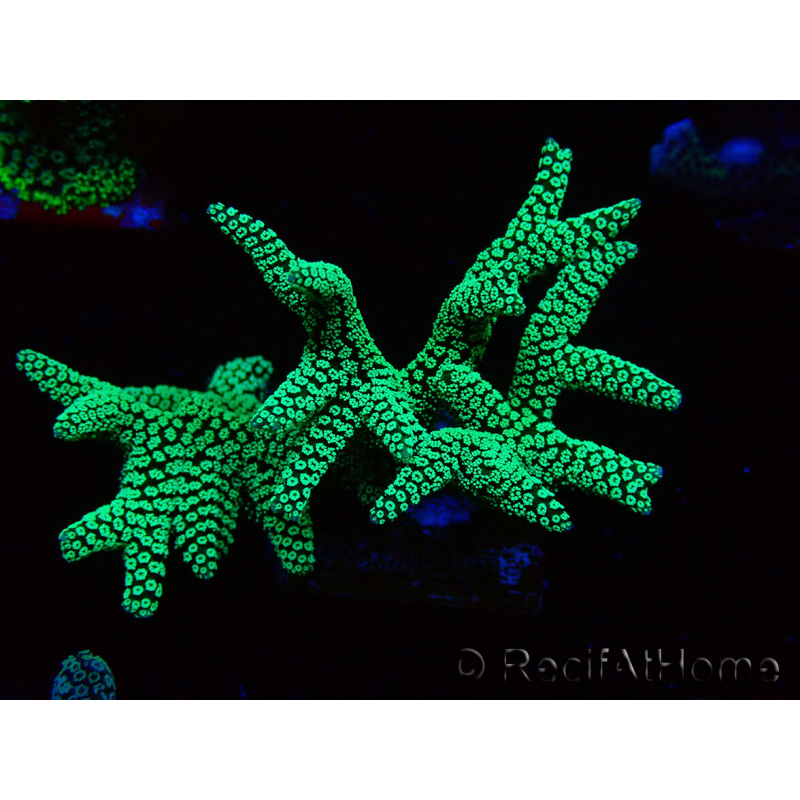 WYSIWYG Seriatopora caliendrum Electric Green 1L3