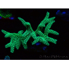 WYSIWYG Seriatopora caliendrum Electric Green 1L3