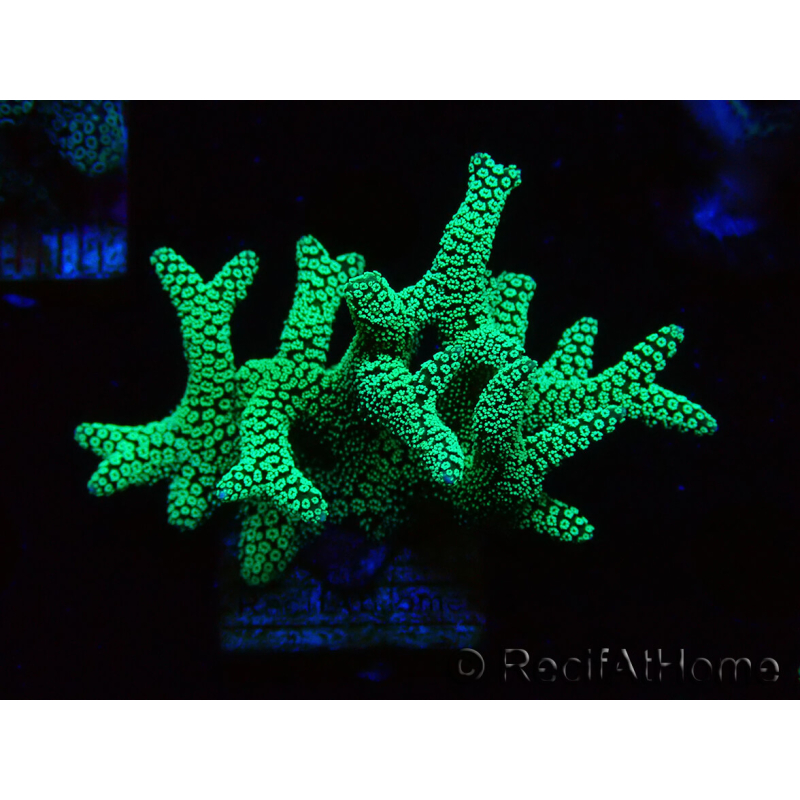 WYSIWYG Seriatopora caliendrum Electric Green 1L4