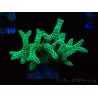 WYSIWYG Seriatopora caliendrum Electric Green 1L4