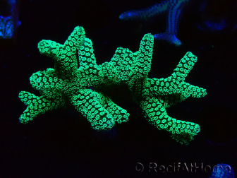 WYSIWYG Seriatopora caliendrum Electric Green 1L5
