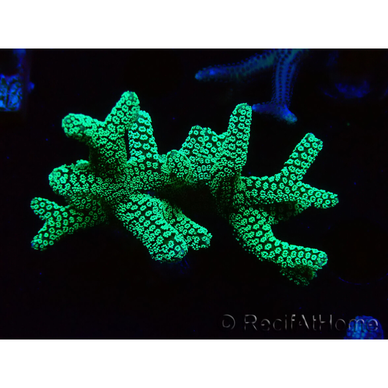 WYSIWYG Seriatopora caliendrum Electric Green 1L5