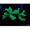 WYSIWYG Seriatopora caliendrum Electric Green 1L5